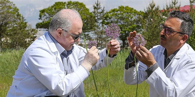 Dev soğan bitkileri korumada! Aynı yeşil altın gibi servet...