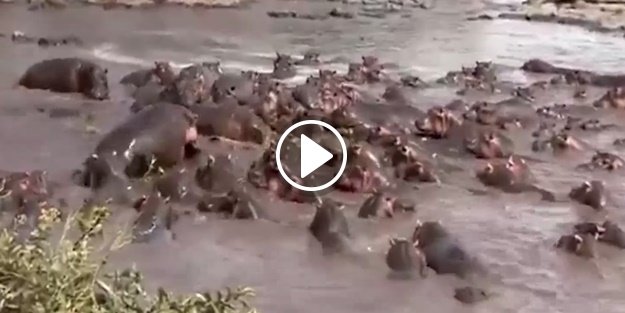 Dev timsah onlarca su aygırının arasında kalırsa