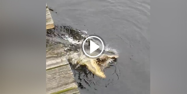 Dev timsaha karşı gelen kaplumbağanın büyük zaferi