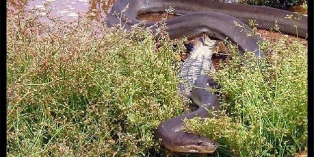 Dev timsahı 15 dakikada yuttu - FOTO