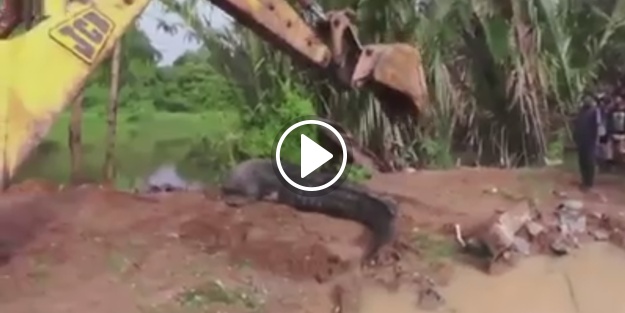 Sri Lanka'da dev timsahı doğal ortamına kepçeyle bıraktılar