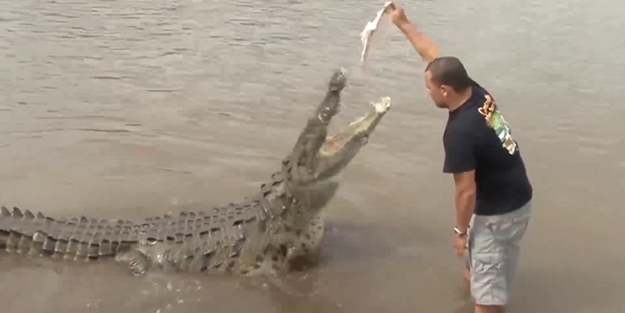 Dev timsahı elleriyle işte böyle besledi!