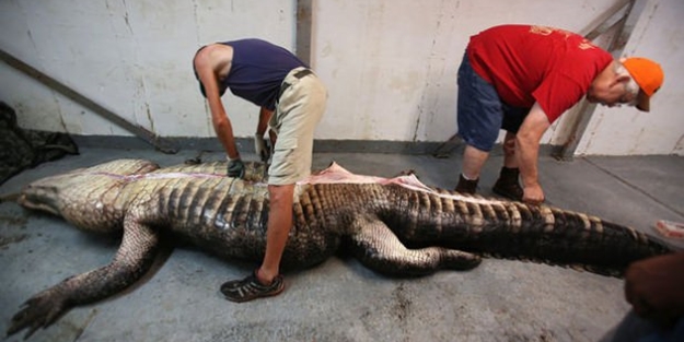 Dev timsahın midesinden bakın ne çıktı