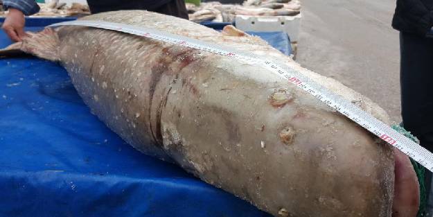 Dev turna balığı görenleri şaşkına çevirdi!