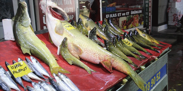 Dev turna balığı yakalandı!