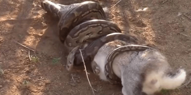 Dev yılan avını yuttu, kabusu yaşadı!