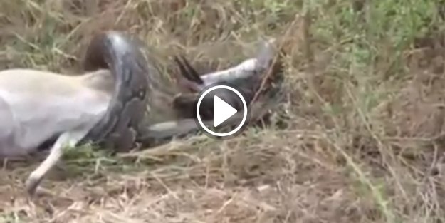 Dev piton avının kurbanı oldu