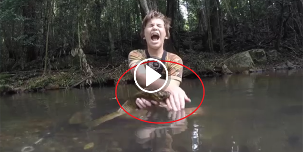 Dev yılan balığından beklenmeyen saldırı!