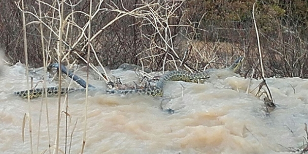 Dev yılan görenleri şaşkına çevirdi