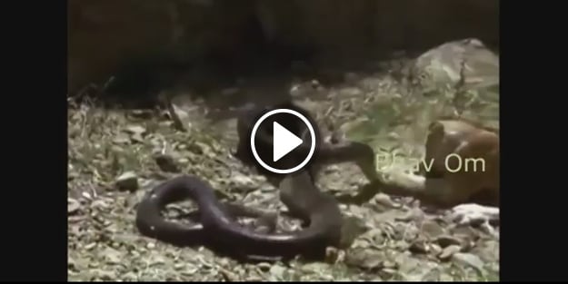 Dev yılan leopara saldırdı! Sonuç şaşırtıcı