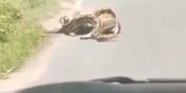 Dev yılan tarafından yutulacakken kurtuldu