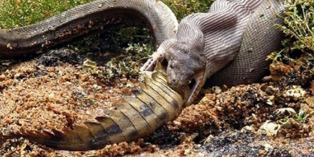 Dev yılan, timsahla öyle bir mücadele etti ki...