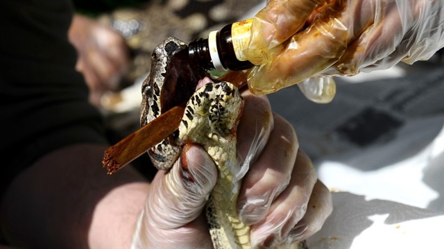 Dev yılana nefes kesen uçuk operasyonu