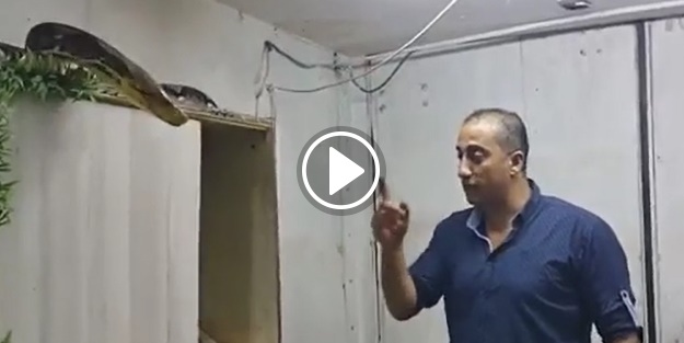 Dev yılanı eliyle yakalamaya çalıştı!
