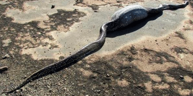 Dev Yılanı Görenler Gözlerine İnanamadı! Daha önce böylesi görülmedi