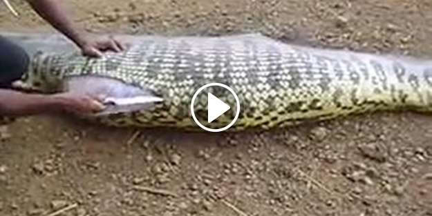 Dev yılanın içinden çıkanlar şoke etti!