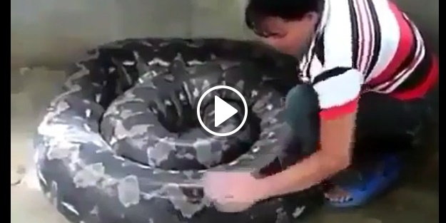 Dev yılanla korkunç şov!