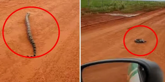 Dev yılanla uğraşan adamın sonu kötü bitti!