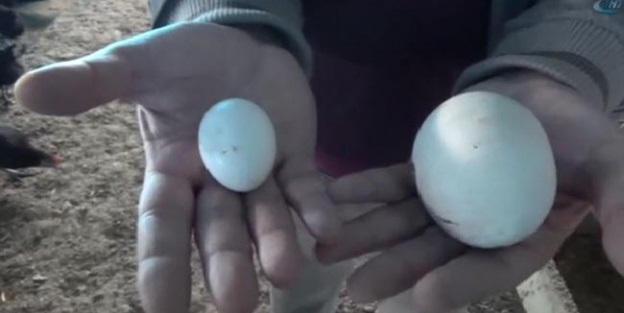 'Dev yumurta' şaşırttı