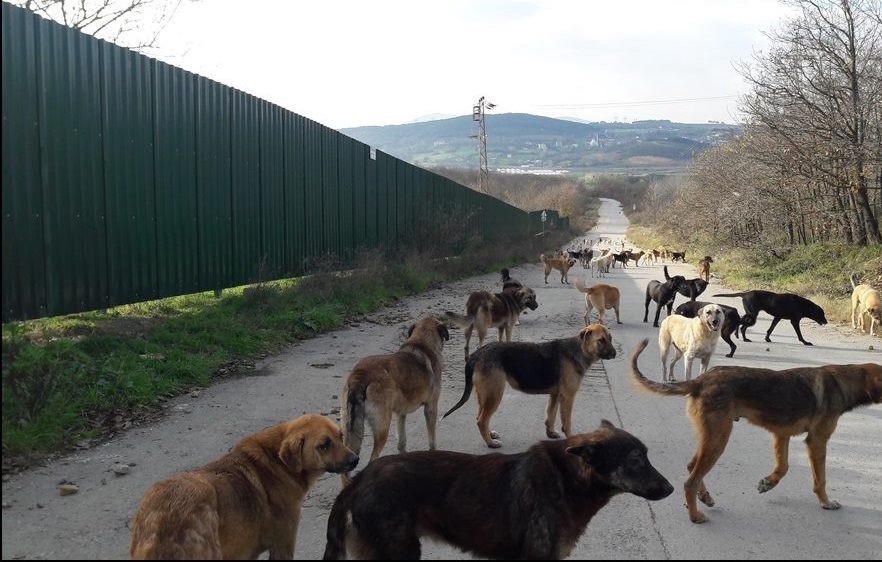 DEVA Partisi’nden sokak köpekleri açıklaması