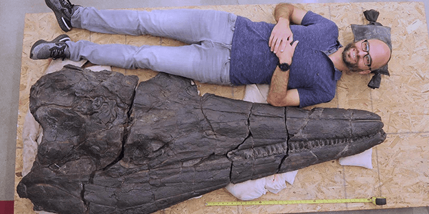 Devasa bir canlı keşfedildi: Sadece kafatası 2 metre!