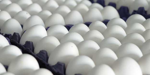 Devasa çiftlikleri vardı! Ünlü yumurta markası iflas etti