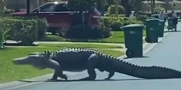 Devasa timsah sokakta yürürken görüntülendi