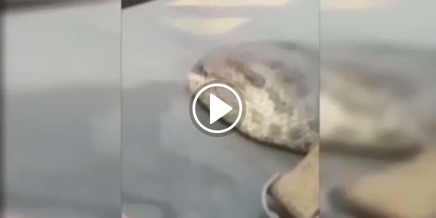 Devasa yılan hayrete düşürdü!