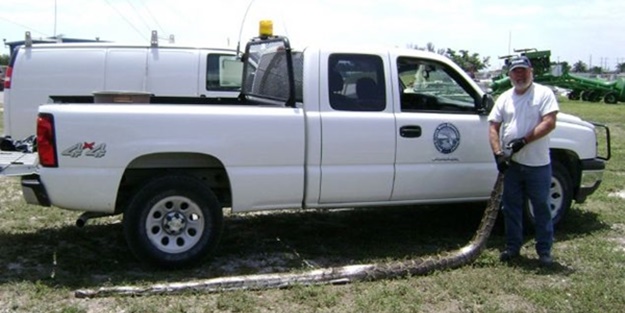 Devasa yılanlara çok şaşıracaksınız!