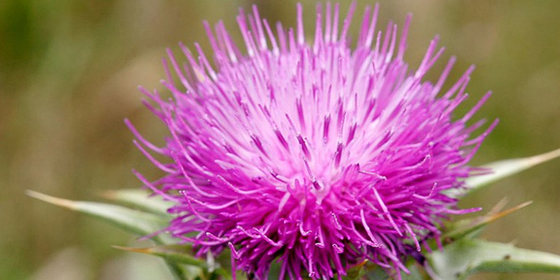 Deve dikeni bitkisi (Detaylı anlatım)! Bu değişiklik: Karaciğer, beyin, mideye tam destek... Ne işe yarar?