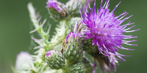 Deve dikeni bitkisi (Detaylı anlatım): Yemek neye iyi gelir?