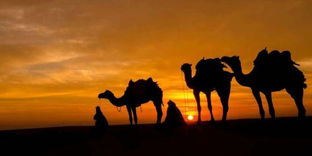 Deve gribi ortaya çıktı! Peki bu hastalık ölümcül mü?