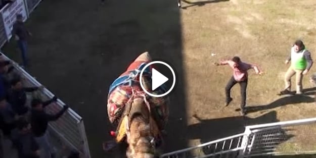 Antalya'da deve güreşlerinde bir kişi hastanelik oldu! İşte o anlar