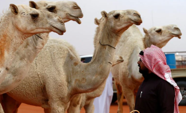 Deve güzellik yarışmasında skandal! Deveye botoks yapmışlar