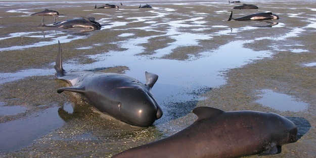 Deve katliamcıları balina kurtarma telaşında...