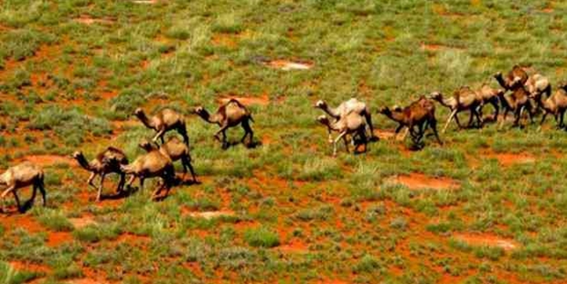 Deve katliamını durdurmak için imza kampanyası