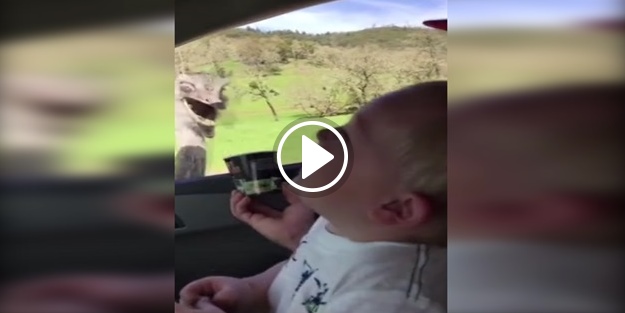  Deve kuşu, çocuğu gülme krizine soktu