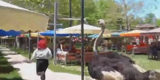 Deve kuşu paniği kamerada! Kafedeki müşteriyi böyle kovaladı
