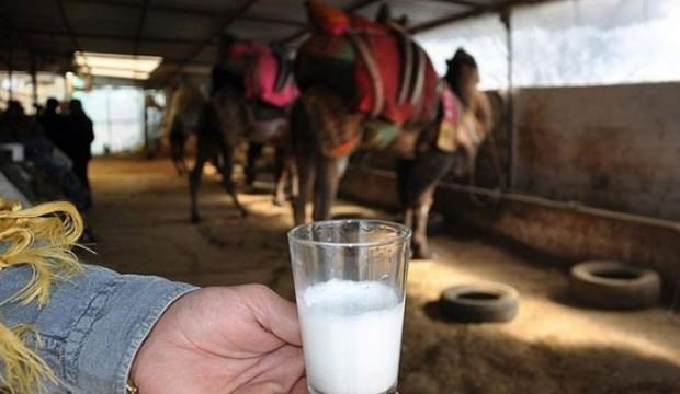 Deve sütüne talep arttı!