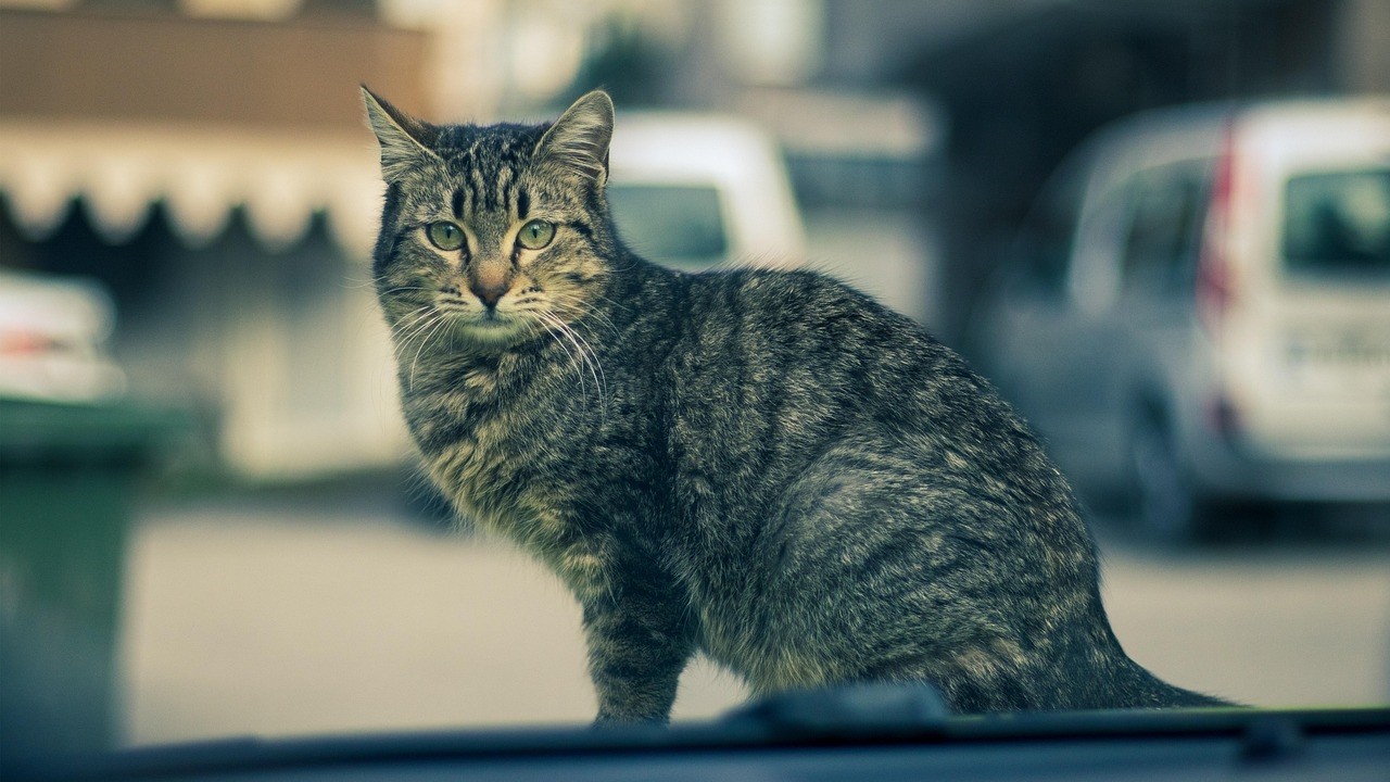 Develerden kedilere: Kedilerin başkenti İstanbul