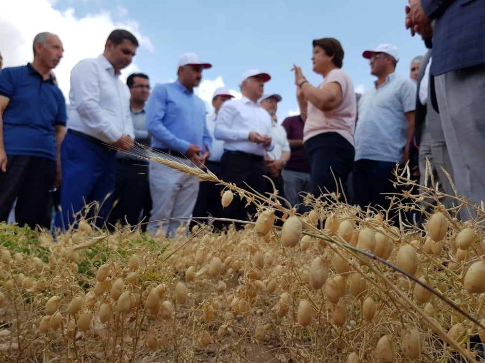 Develi’de Tarla Gününde Nohut Çeşitleri Tanıtıldı 