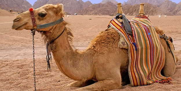 Devenin yaratılışındaki hikmetler