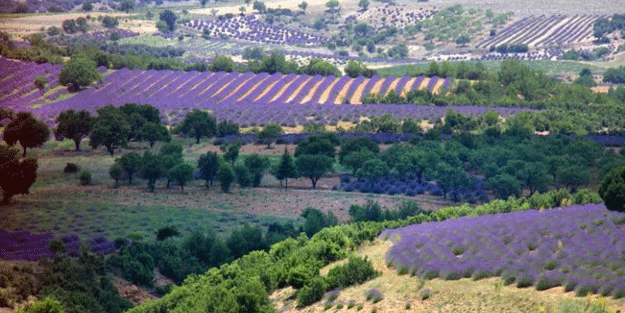 Devlet arazi desteği verdi! Ektikleri bu ürünle… 1 litresi 400 liradan satılıyor