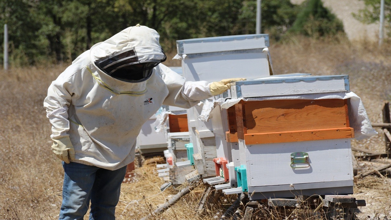 Devlet desteği aldı kovanlarını bir yılda 3 katına çıkardı