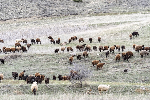 Devlet desteği aldı sürü sahibi oldu