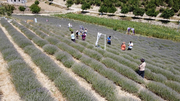 Devlet desteği alıp atıl arazileri süslediler