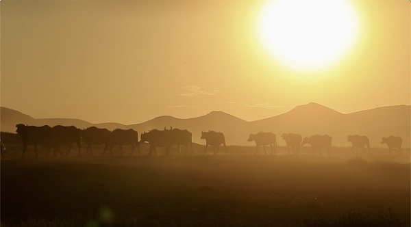 Devlet desteği ile sayıları arttı