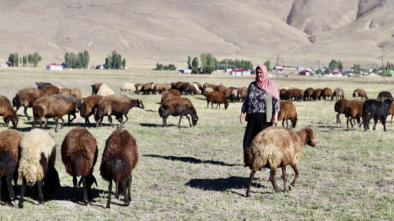Devlet desteğiyle 100 koyunu 400'a çıkardı