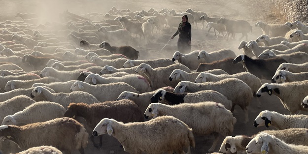 Devlet desteğiyle 250 hayvanlık sürünün sahibi oldu