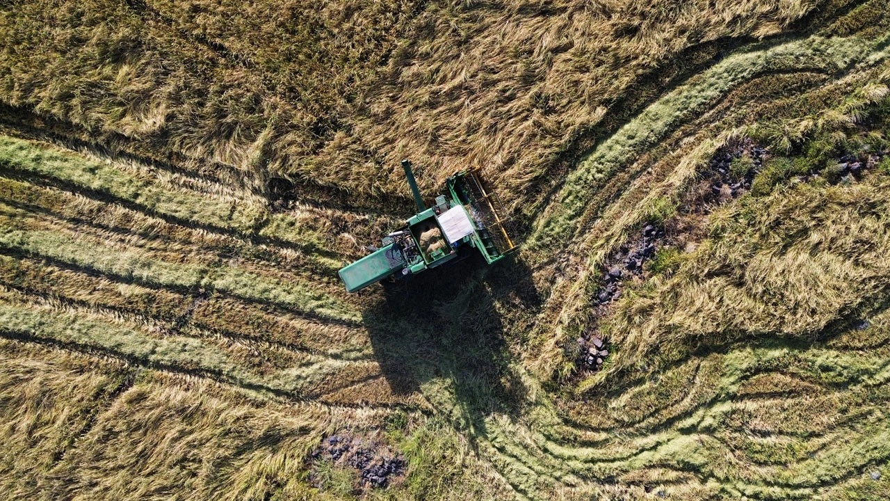 Devlet desteğiyle bereket arttı! Karacadağ pirinci üretiminde rekor artış